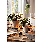 Lechuza Classico Pflanztopf Color (Außenmaß (Ø x H): 15,2 x 13,7 cm, Kunststoff, Braun) | BAUHAUS