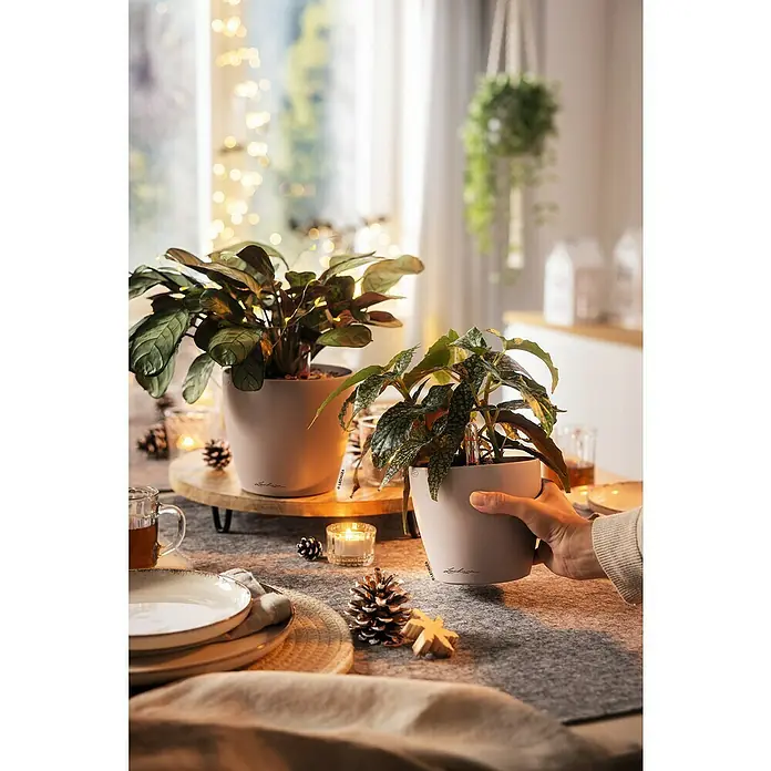 Lechuza Classico Pflanztopf Color - Außenmaß (Ø x H): 15,2 x 13,7 cm, Kunststoff, Braun - Hellbeige Lechuza Selbstbewässerungstöpfe mit Pflanzen, einer wird von einer Hand gehalten, auf einem festlichen Tisch.