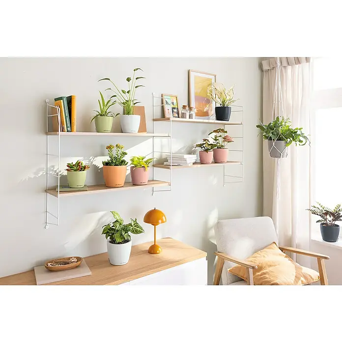 Lechuza Classico Übertopf rund Color SINGLE - Außenmaß (Ø x H): 15 x 14 cm, Kunststoff, Papaya - Farbige Pflanztöpfe mit verschiedenen Grünpflanzen, präsentiert auf minimalistischen Wandregalen und einem Schreibtisch.