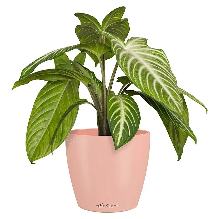 Lechuza Classico Übertopf rund Color SINGLE - Außenmaß (Ø x H): 15 x 14 cm, Kunststoff, Magnolie - Grüne Pflanze mit panaschierten Blättern in einem hellrosa Lechuza Pflanzgefäß.