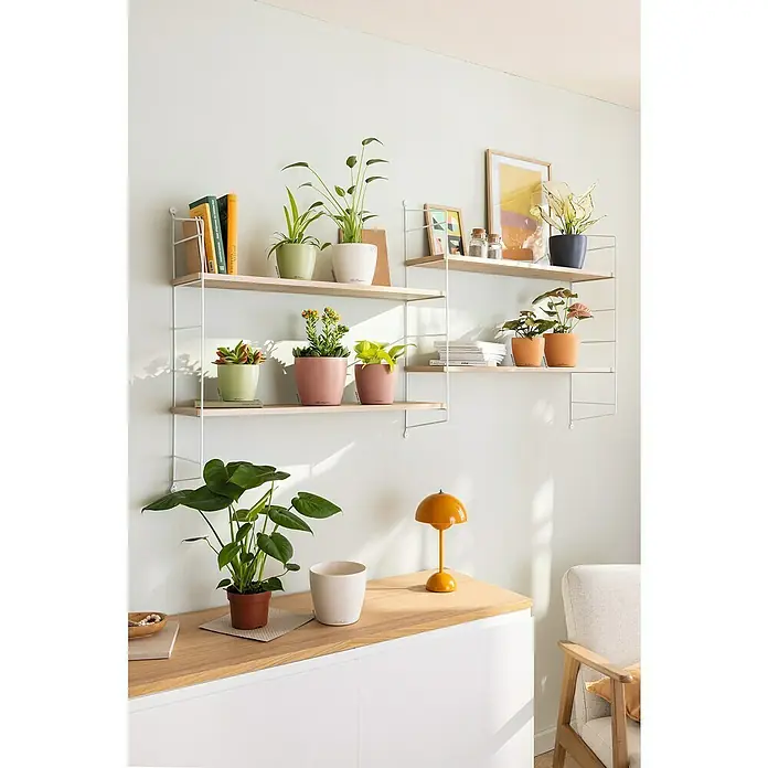 Lechuza Classico Übertopf rund Color SINGLE - Außenmaß (Ø x H): 15 x 14 cm, Kunststoff, Linde - Wandregale mit verschiedenen Topfpflanzen und Büchern. Darunter steht eine leuchtend orangefarbene Lampe auf einem Holzschrank.