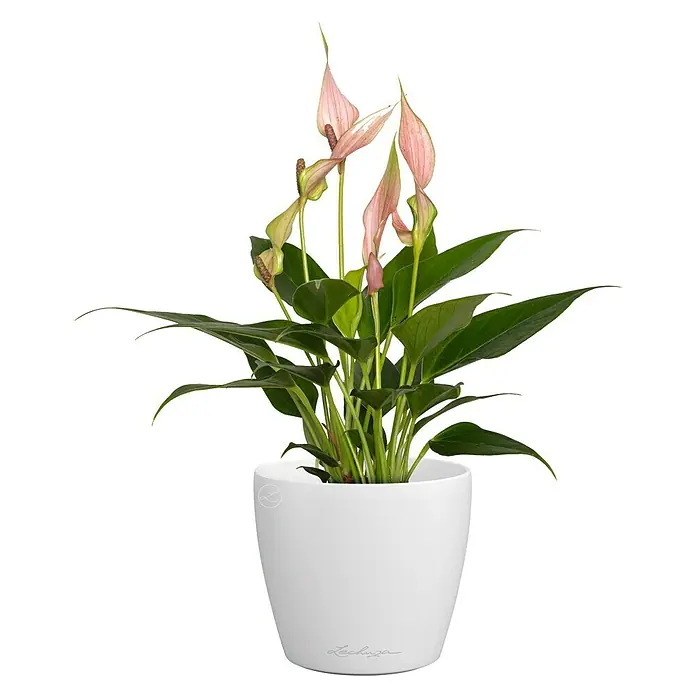 Lechuza Classico Übertopf rund Color SINGLE - Außenmaß (Ø x H): 11 x 10 cm, Kunststoff, Weiß - Eine rosa blühende Anthurie mit grünen Blättern in einem weißen Lechuza-Pflanzgefäß.