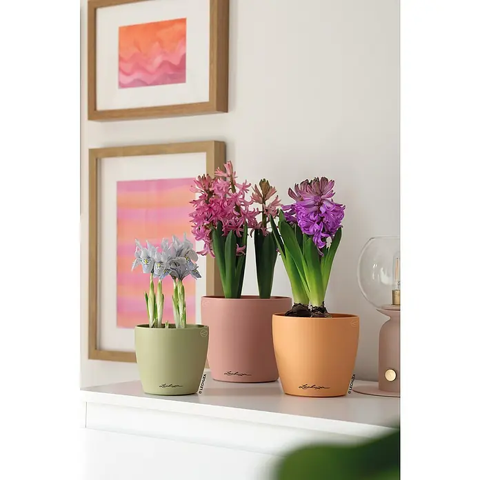 Lechuza Classico Übertopf rund Color SINGLE - Außenmaß (Ø x H): 13 x 12 cm, Kunststoff, Magnolie - Drei Lechuza Pflanzgefäße in Grün, Rosa und Orange mit Schwertlilien und Hyazinthen.