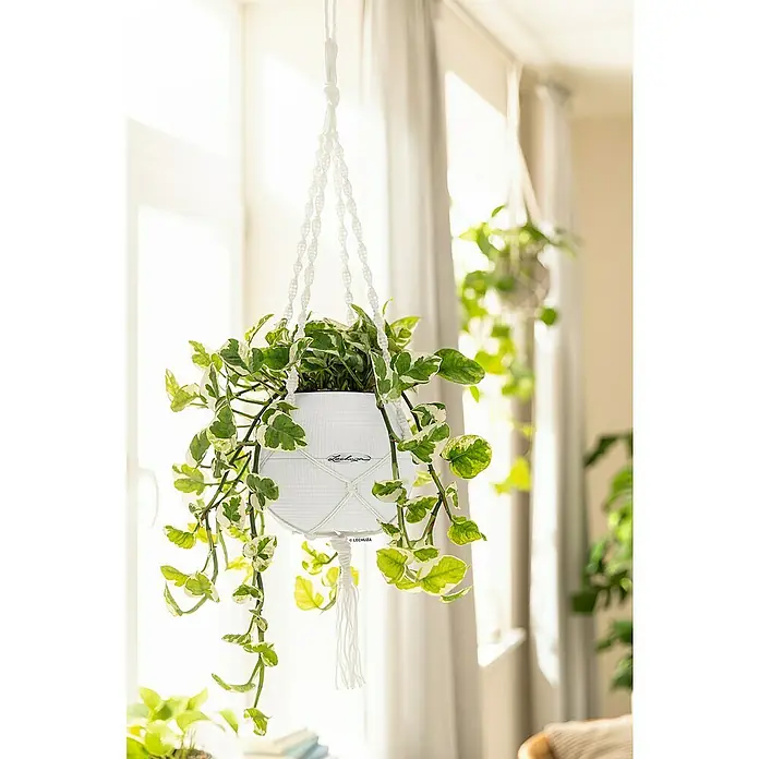 Lechuza Pflanztopf Puro Color 20 - Außenmaß (Ø x H): 20 x 16 cm, Kunststoff, Weiß, Matt - Lechuza weißer Hängepflanzer mit Makramee-Aufhängung und panaschierter Pflanze.