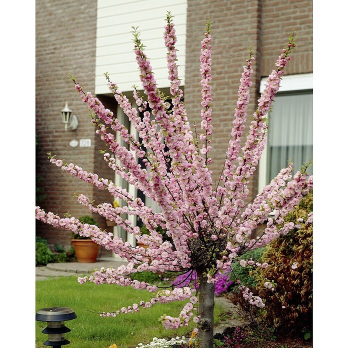 Piardino Zierkirsche (Prunus, Topfvolumen: 5 l) | BAUHAUS