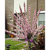 Piardino Zierkirsche (Prunus, Topfvolumen: 5 l) | BAUHAUS