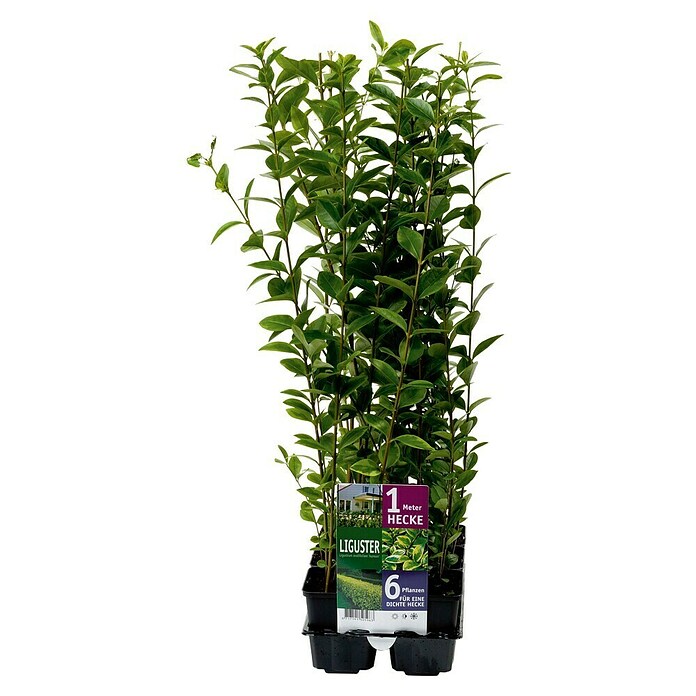 Piardino Liguster (Ligustrum ovalifolium Aureum, Topfvolumen: 5 l, 1 Stk.) | BAUHAUS