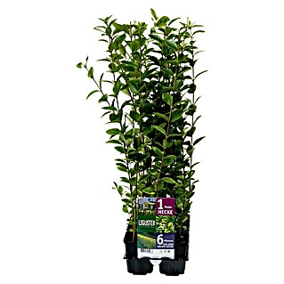 Piardino Liguster (Ligustrum ovalifolium Aureum, Topfvolumen: 5 l, 1 Stk.)