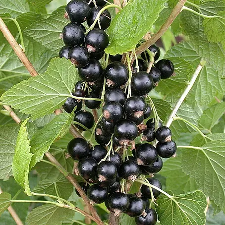 Johannisbeere Bio