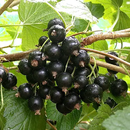 Schwarze Johannisbeere Bio - Titania