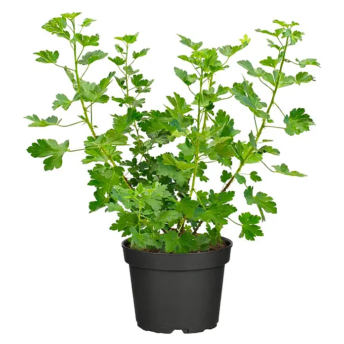 Stachelbeere Bio - Ribes uva crispa 'Remarka', Erntezeit: Juni - Junge grüne Pflanze in einem schwarzen Plastiktopf.