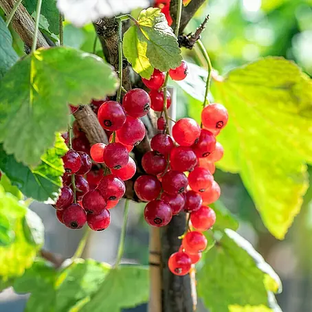 Rote Johannisbeere Bio