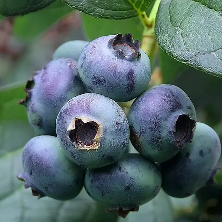 Piardino  Heidelbeere
