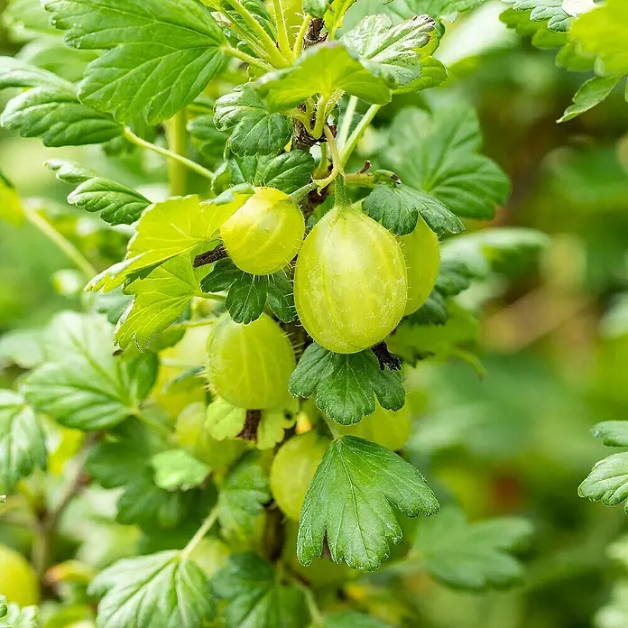 Stachelbeere Bio - Invicta - Ribes uva-crispa Invicta, Erntezeit: Juli - Haarige, unreife grüne Stachelbeeren an einem belaubten Buschzweig.