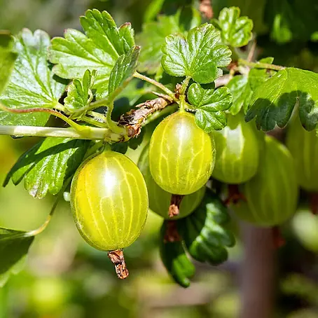 Stachelbeere Bio - Hinnonmäki Gelb