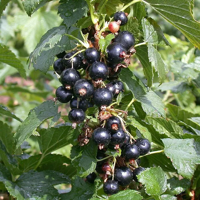 Schwarze Johannisbeere Bio - Ribes rubrum 'Silvergieters Schwarze', Erntezeit: Juli - Saftige schwarze Johannisbeeren an einem Strauch, mit einigen rötlichen Beeren, zwischen grünen Blättern, teils mit Tautropfen.