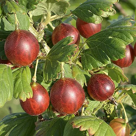 Stachelbeere Bio - Hinnonmäki rot