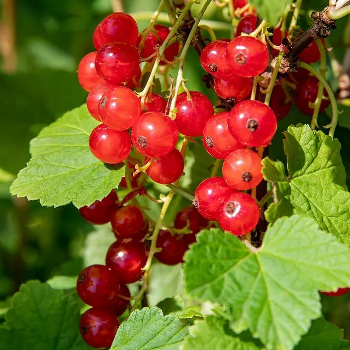 Rote Johannisbeere Bio - Jonkheer van Tets - Ribes rubrum, Erntezeit: Juni - Reife rote Johannisbeeren hängen in Büscheln am Strauch.