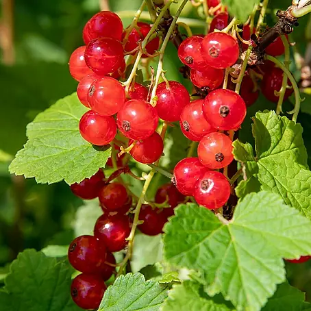 Rote Johannisbeere Bio - Jonkheer van Tets