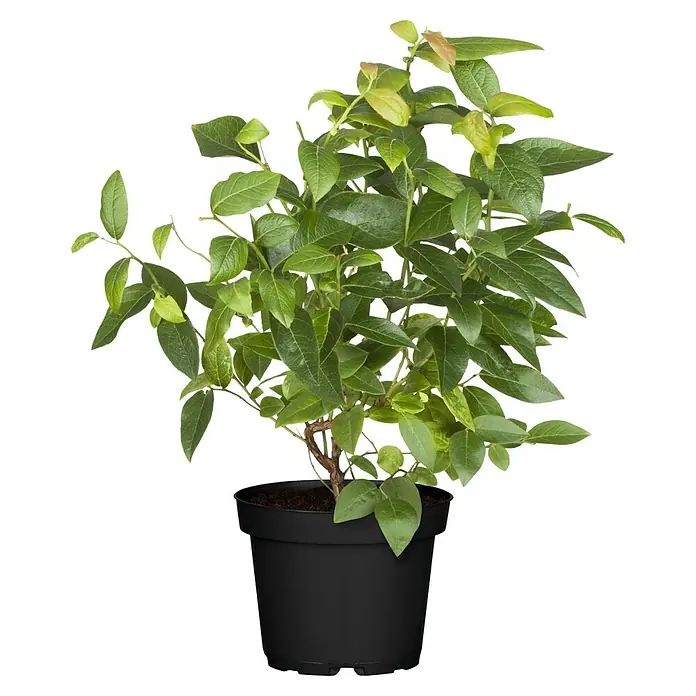 Piardino Heidelbeere - Vaccinium corymbosum ' Duke®', Topfgröße: 19 cm, Erntezeit: Juli - Kleine Heidelbeerpflanze mit grünen Blättern im schwarzen Topf.
