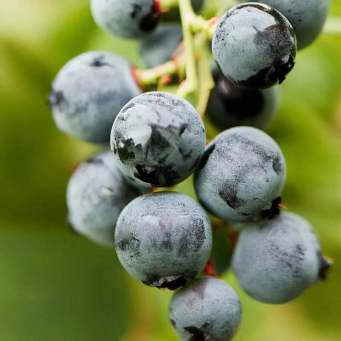 Piardino Bio Heidelbeere - Vaccinium corymbosum 'Goldtraube', Topfvolumen: 3 l, Erntezeit: August - Reife, taufeuchte Heidelbeeren an einer Rispe, mit natürlicher blau-violetter Farbe und Wachsschicht.