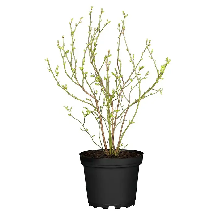 Piardino Heidelbeere - Vaccinium corymbosum ' Duke®', Topfgröße: 19 cm, Erntezeit: Juli - Junge Pflanze mit grünen Knospen und dünnen Ästen in einem schwarzen Topf.