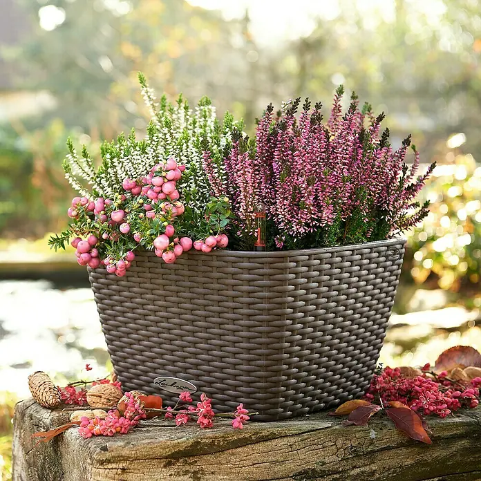 Lechuza Cottage Pflanzschale eckig Bacino - Außenmaß (L x B x H): 30 x 30 x 18 cm, Kunststoff, Mokka - Brauner Korbgeflecht-Pflanzkübel mit weißer und rosa Heide sowie rosa Beerenpflanzen, auf einem Holzstamm in herbstlicher Außenumgebung.