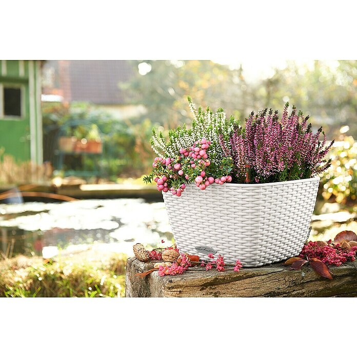 Lechuza Cottage Pflanzschale eckig Bacino (Außenmaß (L x B x H): 30 x 30 x 18 cm, Kunststoff, Weiß) | BAUHAUS