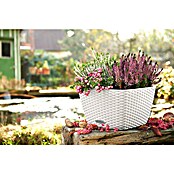 Lechuza Cottage Pflanzschale eckig Bacino (Außenmaß (L x B x H): 30 x 30 x 18 cm, Kunststoff, Weiß) | BAUHAUS