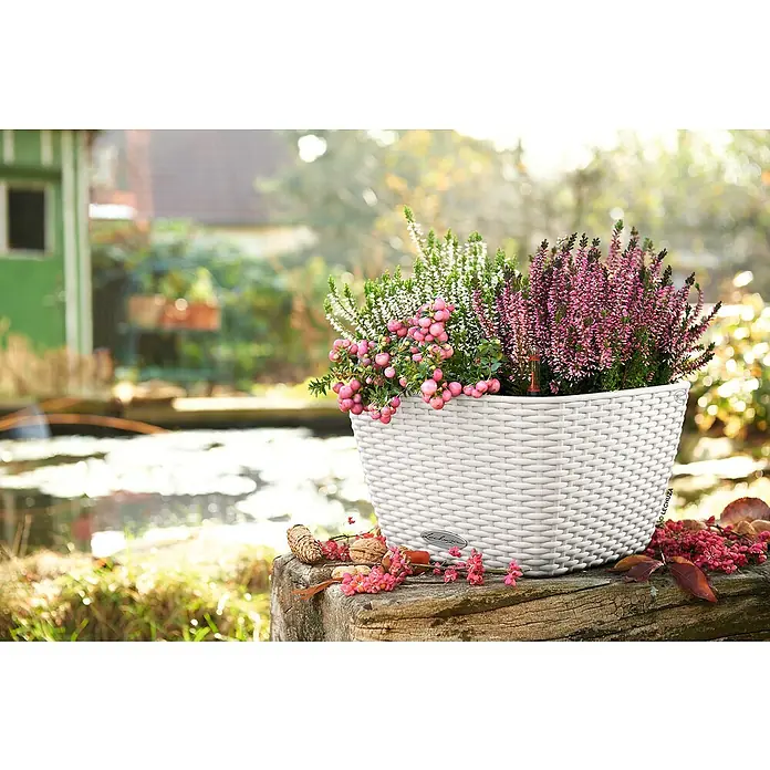 Lechuza Cottage Pflanzschale eckig Bacino - Außenmaß (L x B x H): 30 x 30 x 18 cm, Kunststoff, Weiß - Weißer Pflanzkübel in Korbgeflecht-Optik, gefüllt mit rosa und weißer Heide und pinken Beeren, draußen auf einer Holzoberfläche.