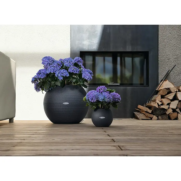 Lechuza Pflanztopf Puro Color 50 - Außenmaß (Ø x H): 49 x 41 cm, Kunststoff, Grau, Matt - Zwei dunkelgraue, texturierte kugelförmige Pflanzgefäße, ein großes und ein kleines, mit lila Hortensien auf einer Holzterrasse.