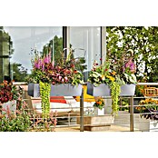 Lechuza Balkonkasten Balconera Steel (Max. Außenlänge: 80 cm, Perlgrau, Edelstahl) | BAUHAUS