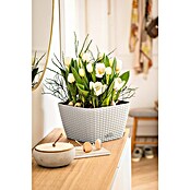 Lechuza Cottage Pflanzschale eckig Bacino (Außenmaß (L x B x H): 30 x 30 x 18 cm, Kunststoff, Lichtgrau) | BAUHAUS