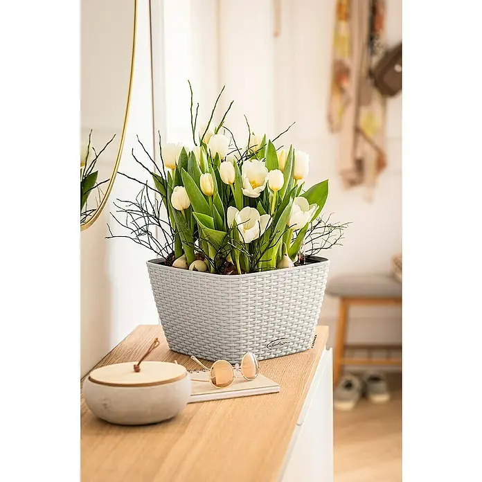 Lechuza Cottage Pflanzschale eckig Bacino - Außenmaß (L x B x H): 30 x 30 x 18 cm, Kunststoff, Lichtgrau - Hellgrauer geflochtener Pflanzkübel mit weißen Tulpen und grünen Zweigen auf einer Holzkonsole.