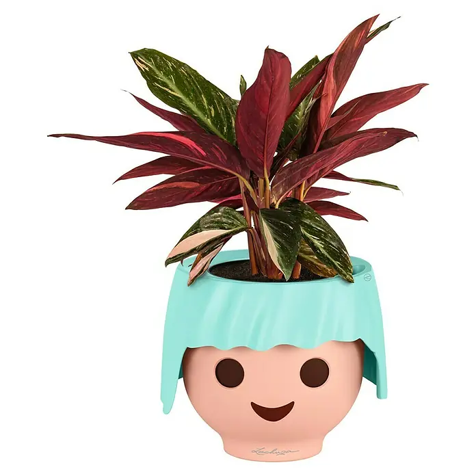 Lechuza Pflanztopf Ojo - Außenmaß (Ø x H): 21 x 15,8 cm, Kunststoff, Mint - Bunte Pflanze mit rot-grün-weißen Blättern in einem hellrosa-blauen Playmobil-Blumentopf.
