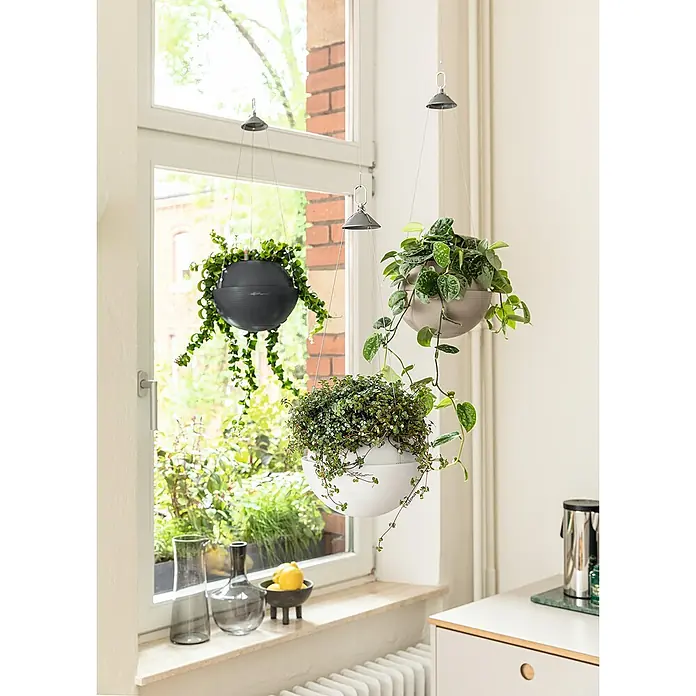Lechuza Color Blumenampel Bola - Ø x H: 23 x 18 cm, Kunststoff, Weiß - Drei runde Hängepflanzgefäße in Grau, Beige und Weiß mit üppigen grünen Rankpflanzen, vor einem Fenster aufgehängt.