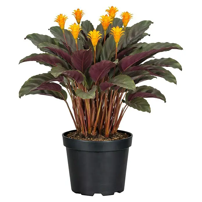 Piardino Korbmarante Orange - Calathea crocata, Topfgröße: 13 cm - Topfpflanze mit grünen und violetten Blättern und leuchtend gelben Blüten in einem schwarzen Topf.