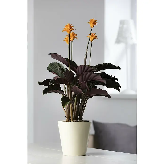 Piardino Korbmarante Orange - Calathea crocata, Topfgröße: 13 cm - Topfpflanze mit dunkelgrünen und violetten Blättern, leuchtend orangefarbenen Blüten in einem hellcremefarbenen Topf.