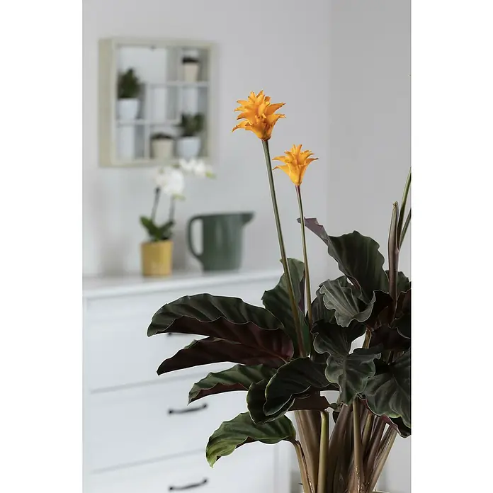 Piardino Korbmarante Orange - Calathea crocata, Topfgröße: 13 cm - Zimmerpflanze mit dunkelgrünen und lilafarbenen Blättern sowie zwei leuchtend orangefarbenen Blüten.