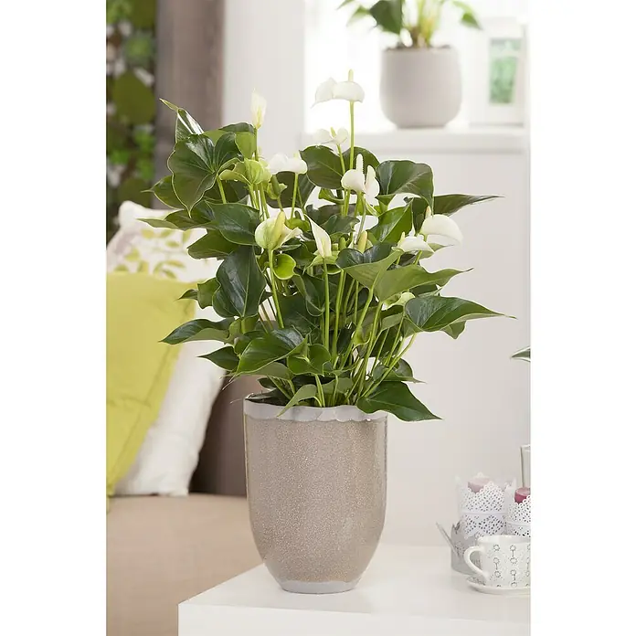 Piardino Flamingoblume Fresh Love White - Anthurium andreanum, Topfgröße: 21 cm, Weiß - Weiße Anthurie mit grünen Blättern in einem strukturierten grauen Topf auf einem weißen Tisch in einem hellen Raum.