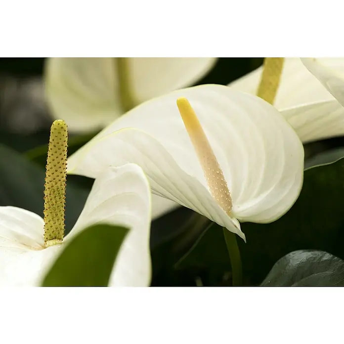 Piardino Flamingoblume Fresh Love White - Anthurium andreanum, Topfgröße: 21 cm, Weiß - Weiße Anthurienblüten mit markanten gelben und grünen Kolben, teils unscharf.