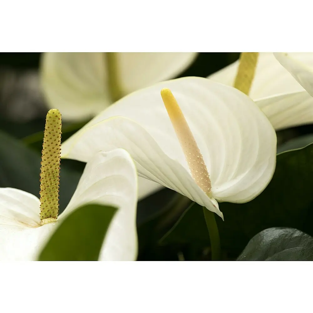 Piardino Flamingoblume Fresh Love White - Anthurium andreanum, Topfgre:  21 cm, Wei online kaufen bei BAUHAUS