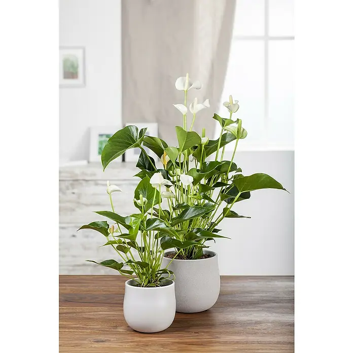 Piardino Flamingoblume Fresh Love White - Anthurium andreanum, Topfgröße: 21 cm, Weiß - Zwei weiße Anthurien in runden weißen und grauen Töpfen auf einem Holztisch.