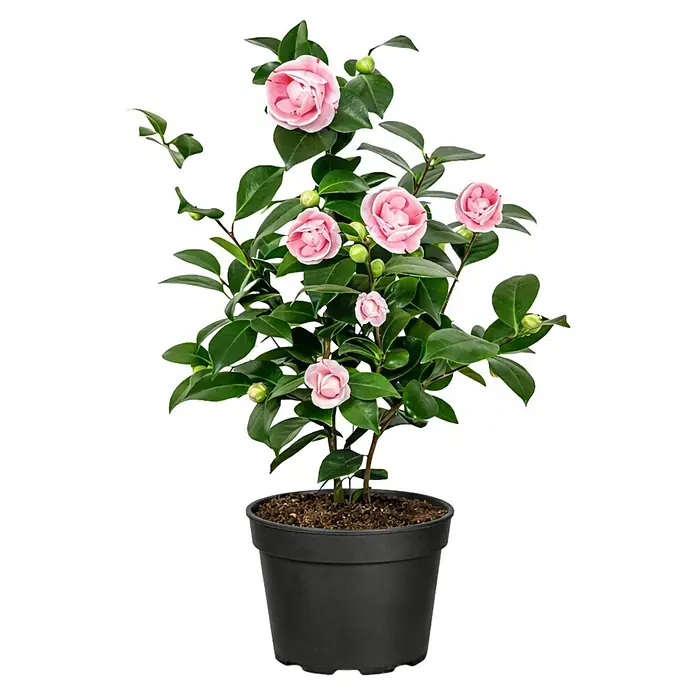 Piardino Japanische Kamelie - Camellia japonica, Topfgre: 15 cm,  Bltenfarbe: Sortenabhngig online kaufen bei BAUHAUS