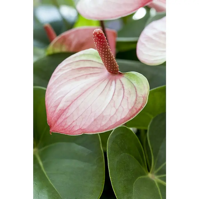 Piardino Flamingoblume Amalia - Anthurium andreanum, Topfgröße: 21 cm, Rosa - Nahaufnahme einer herzförmigen rosa-weißen Anthuriumblüte, unten grün, mit einem roten, texturierten Kolben.