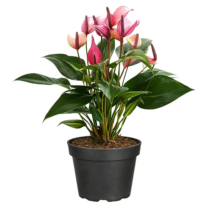 Piardino Flamingoblume Zizou - Anthurium andreanum 'Zizou lila', Topfgröße: 12 cm - Rosa Anthurium-Pflanze mit grünen Blättern in einem dunkelgrauen Kunststofftopf.