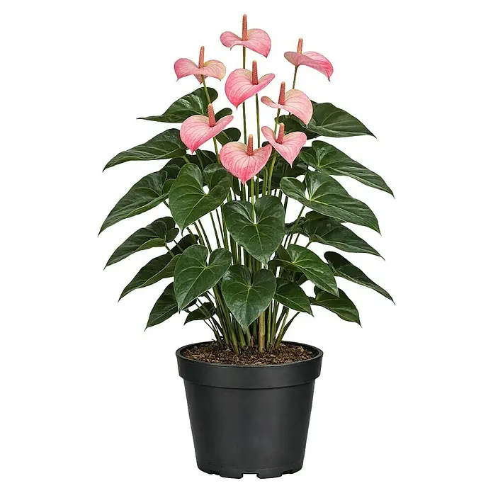 Piardino Flamingoblume Amalia - Anthurium andreanum, Topfgröße: 21 cm, Rosa - Eine leuchtende Anthurie mit vielen rosa, herzförmigen Blüten und dunkelgrünen Blättern in einem schlichten schwarzen Topf.