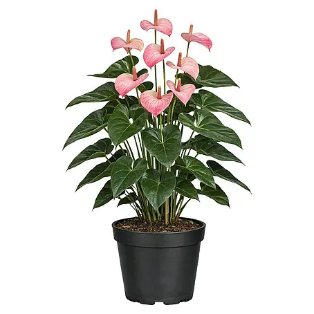 Piardino  Flamingoblume Amalia