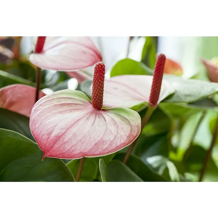 Piardino Flamingoblume Amalia - Anthurium andreanum, Topfgröße: 21 cm, Rosa - Nahaufnahme mehrerer pinkfarbener Anthurienblüten mit grünen Rändern und roten Spadixen.