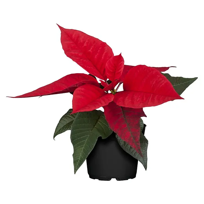 Piardino Weihnachtsstern - Euphorbia pulcherrima, Topfgröße: 6 cm - Leuchtend rote und grüne Weihnachtssternpflanze in einem schwarzen Topf.